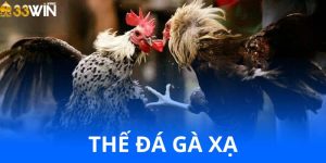 Thế Gà Đá Xạ – Nghệ Thuật Chiến Kê Làm Chủ Trường Gà